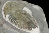 Lower Cambrian Trilobite (Longianda) - Issafen, Morocco #164511-5